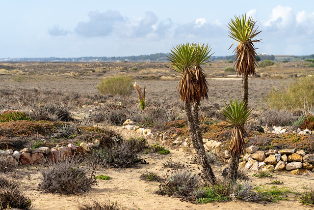 Giant Spanish Dagger, a species of the yucca plant, grows in Tavira Portugal