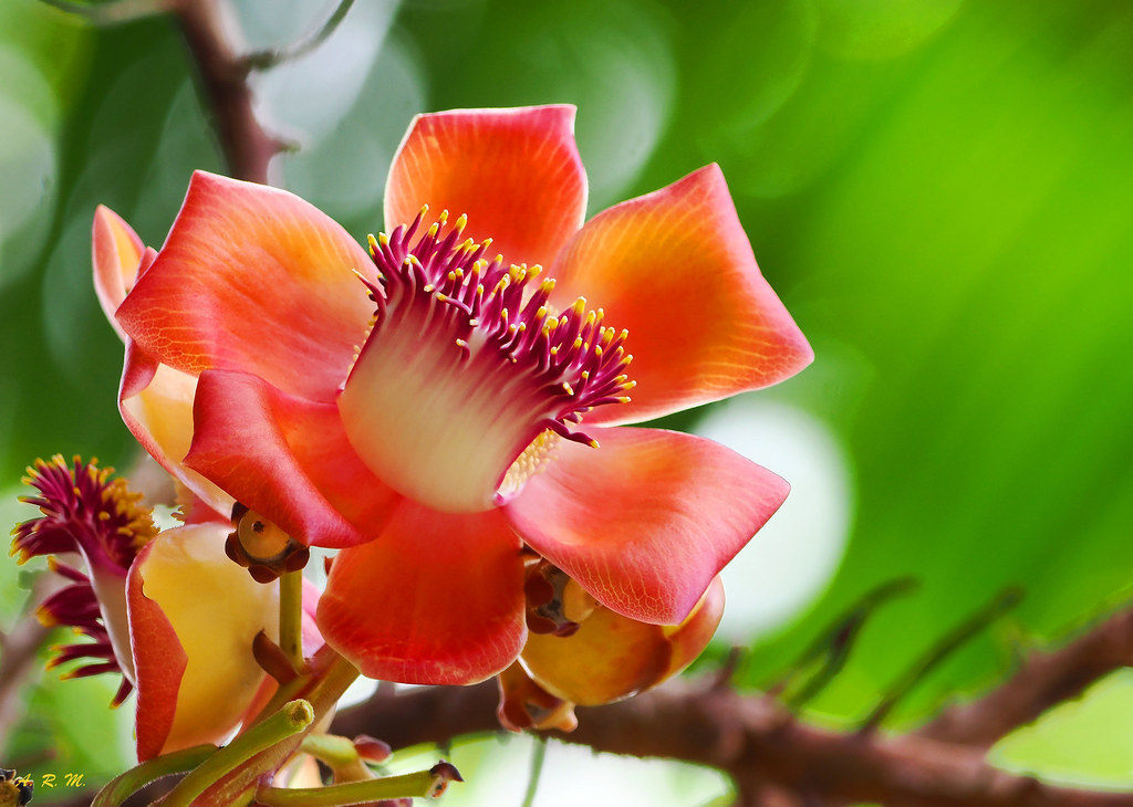 Cannonball Flower 1 - Oahu, Hawaii