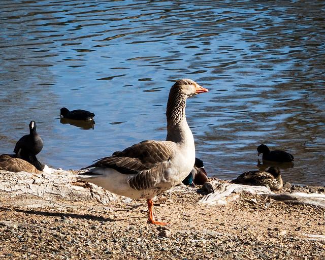 Graylag goose (domestic type) - Watson Lake Park - Prescott