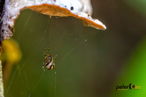 Parasteatoda Lunata Cob Web Spider on a Mushroom - Chattahochee River NRA - Atlanta, Georgia 