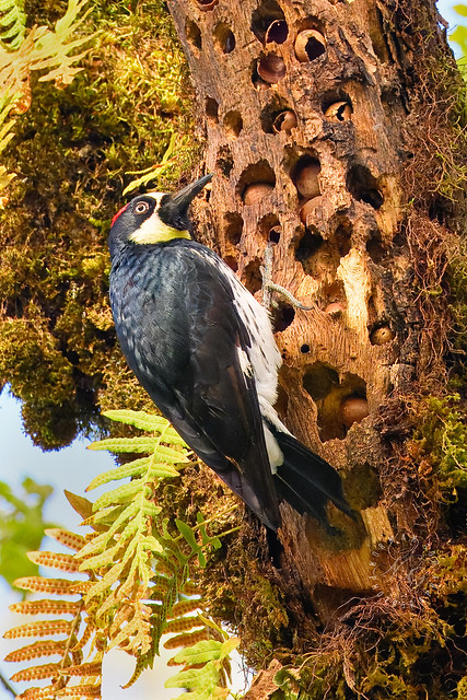 DSC_6565-topaz-denoiseraw-acorn woodpecker