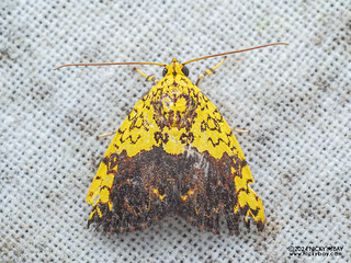 Tufted moth (Siglophora bella) - P3114119