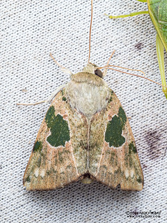 Tufted moth (Chloroplaga nygmia) - P3092435