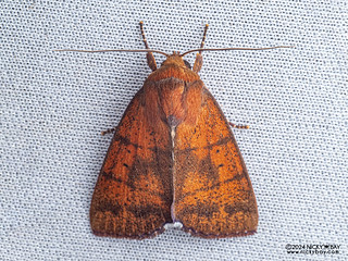 Tufted moth (Xenochroa ferrinigra) - P3092069
