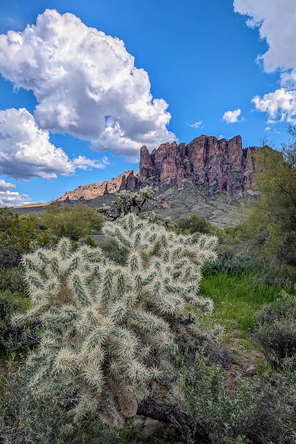 Cholla Cactus, Apache Junction, Arizona  (ph-2845)