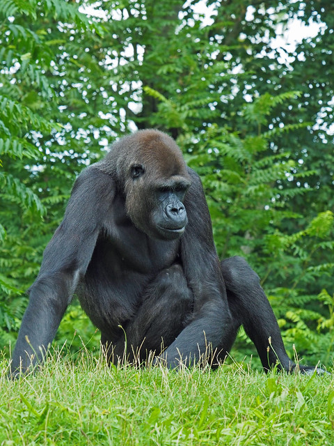 Gorilla in GaiaZoo Kerkrade on 31-8-2023