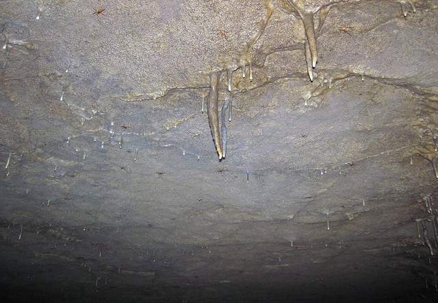 Travertine dripstone (Violet City, Mammoth Cave, Kentucky, USA) 2