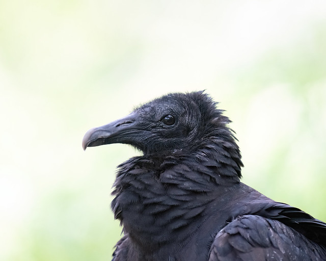 Black Vulture DSC_4213-D