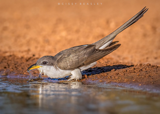 Yellow-billed Cuckoo at Pond