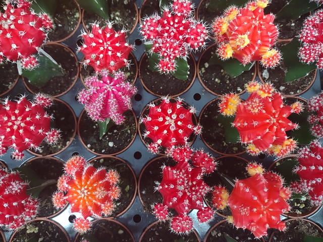 Colorful cactuses - HSS