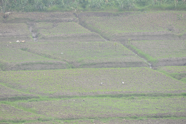 2024-04 Rice Fields near Nyandungu Urban Eco Park, Kigali, Rwanda (2)