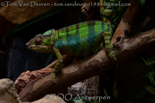 panterkameleon - Furcifer pardalis - Panther chameleon