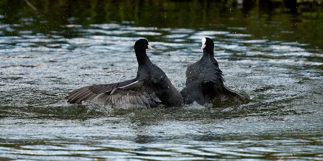 coots fighting - bagarre entre foulques (8/8 - end)