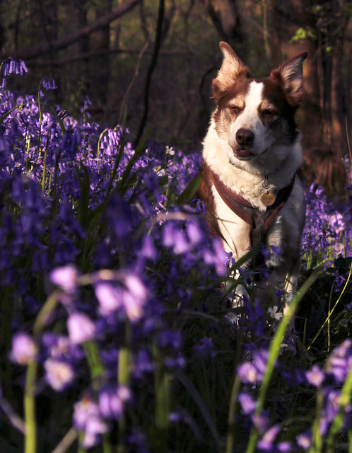16/52 In the Bluebells