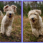 Max and Spike, littermates, 3 1/2 y.o. Saturday afternoon, TMR Scout Camp, Tusten, NY