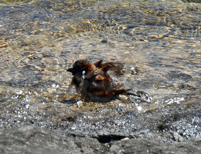 Sparrow taking a bath and having fun...