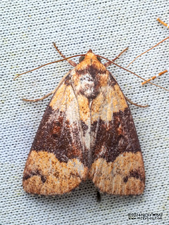 Tufted moth (Xenochroa balteata) - P3115110