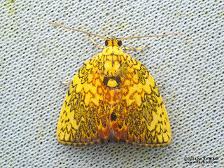 Tufted moth (Siglophora cymographa) - P3115175