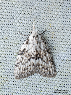 Tufted moth (Manoba sp.) - P3092415b