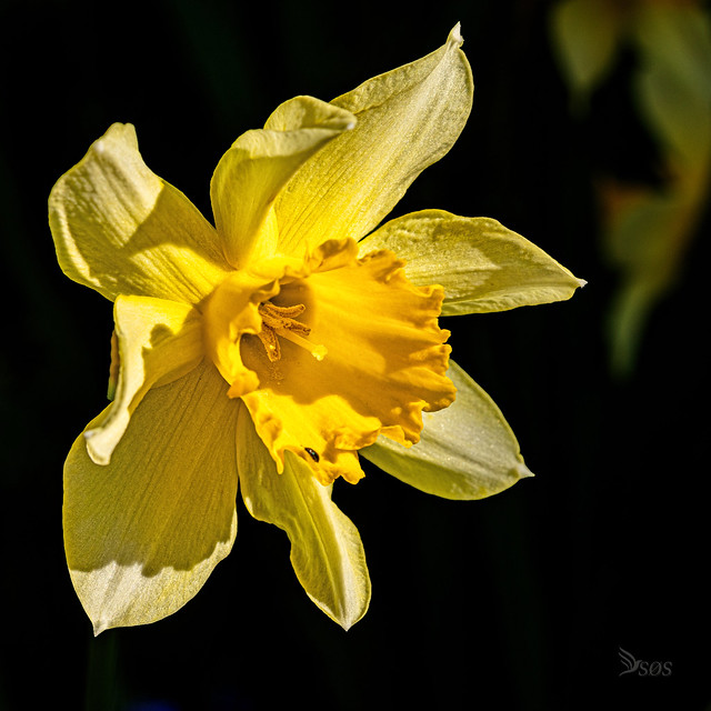 Påskelilje - Daffydil - Narcissus,  From our garden-0577
