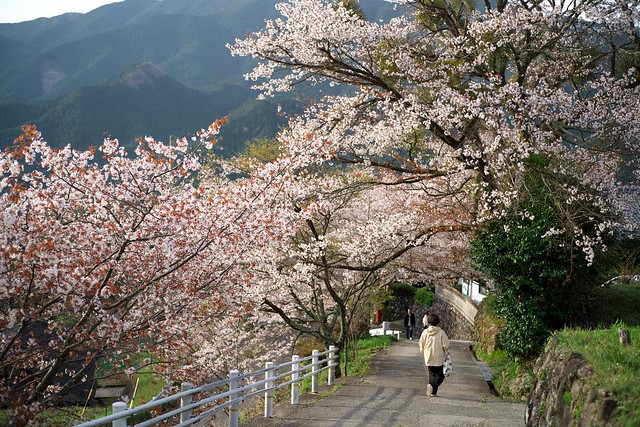 三多気の桜　cherry blossoms＠Mie