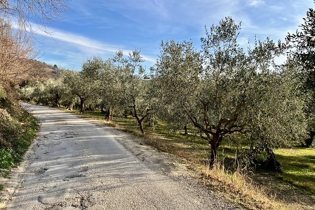Fano 2024 – Olive trees