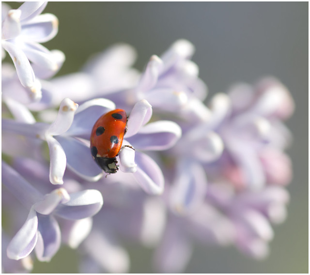 Lilac and the ladybird