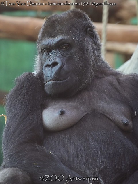 westelijke laaglandgorilla - Gorilla gorilla gorilla - western lowland gorilla