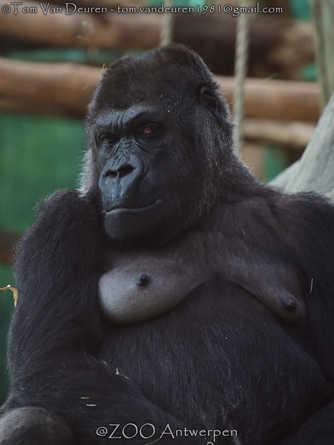 westelijke laaglandgorilla - Gorilla gorilla gorilla - western lowland gorilla