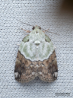 Tufted moth (Giaura sp.) - P3115243