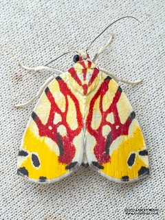 Tufted moth (Sinna floralis) - P3115036