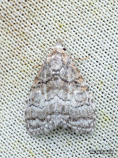 Tufted moth (Nolidae) - P3103780