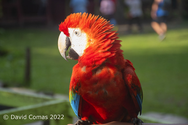 Amazonía peruana - Centro de rescate animal Ronny