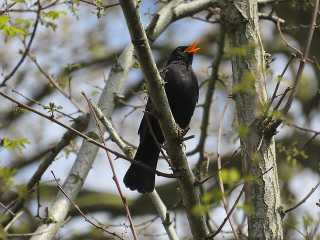 Blackbird Male Sings