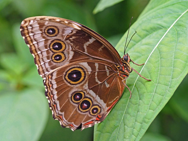 Butterfly in Botanical Garden Urecht on 17-6-2023