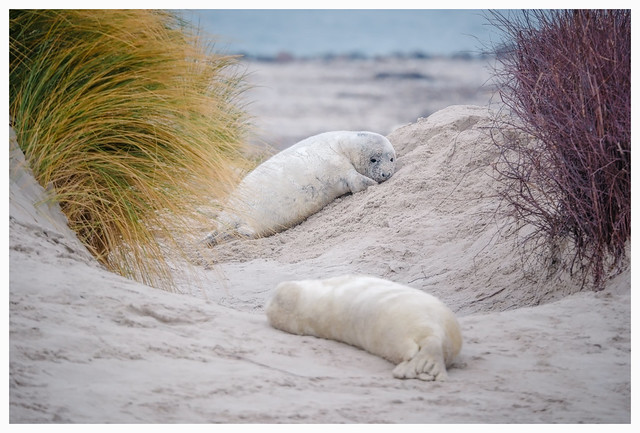 Grey seal pups resting on a beach dune