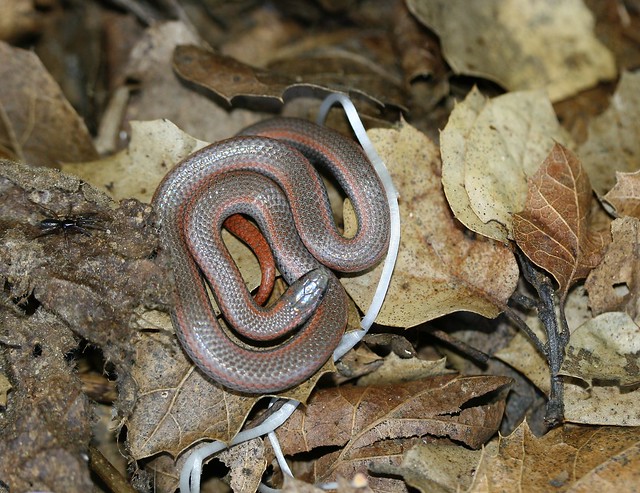 Sharp-tailed Snake, Prunedale, California,  03-21-08