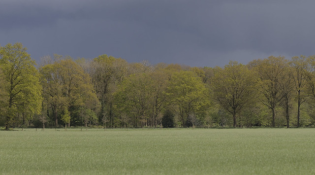Dark clouds over the edge of the forest