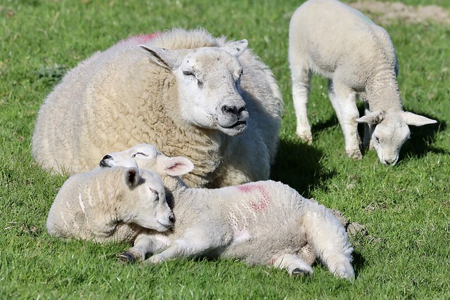 Spring Lambs, Harrogate, N Yorkshire, UK.