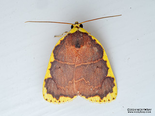Tufted moth (Chandica sp.) - P3137437