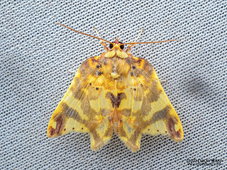 Tufted moth (Cossedia sp.) - P3115222