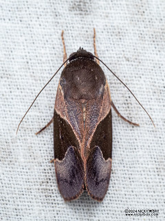Tufted moth (Aiteta trigoniphora) - P3114057