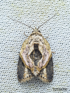 Tufted moth (Giaura niveidisca) - P3103720