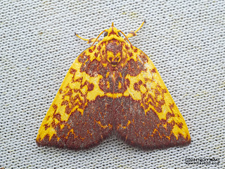 Tufted moth (Siglophora ferreilutea) - P3102718