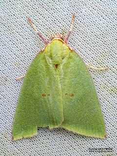 Tufted moth (Tyana marina) - P3102735