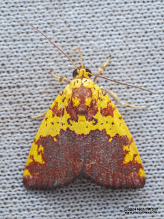 Tufted moth (Siglophora hayata) - P3092443