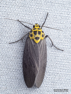 Tufted moth (Baroa siamica) - P3092070