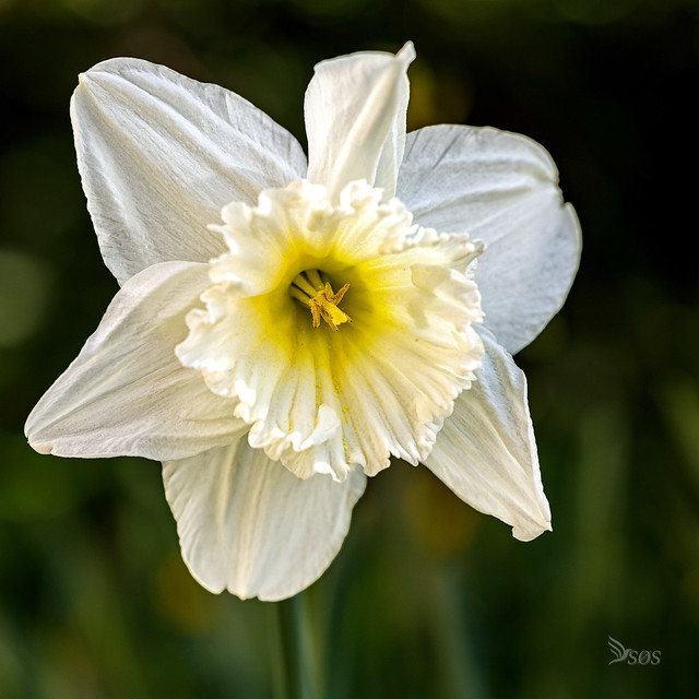 Påskelilje - Daffydil - Narcissus,  From our garden-0553