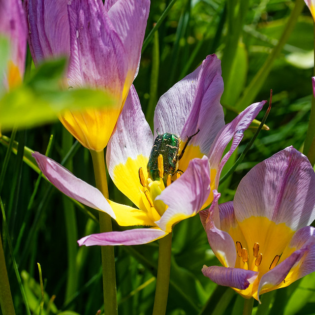 Tulips with rose chafer