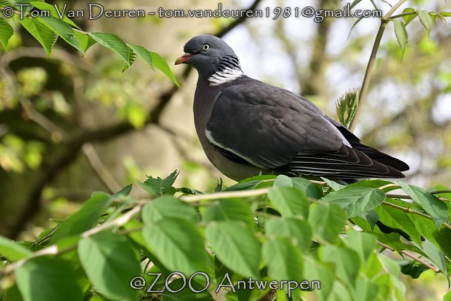 houtduif - Columba palumbus - Common Wood Pigeon